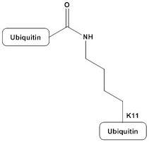 Di-Ubiquitin (K11-Linked)