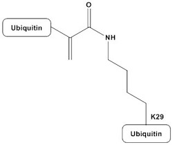 Di-Ubiquitin (Dha-K29-Linked)